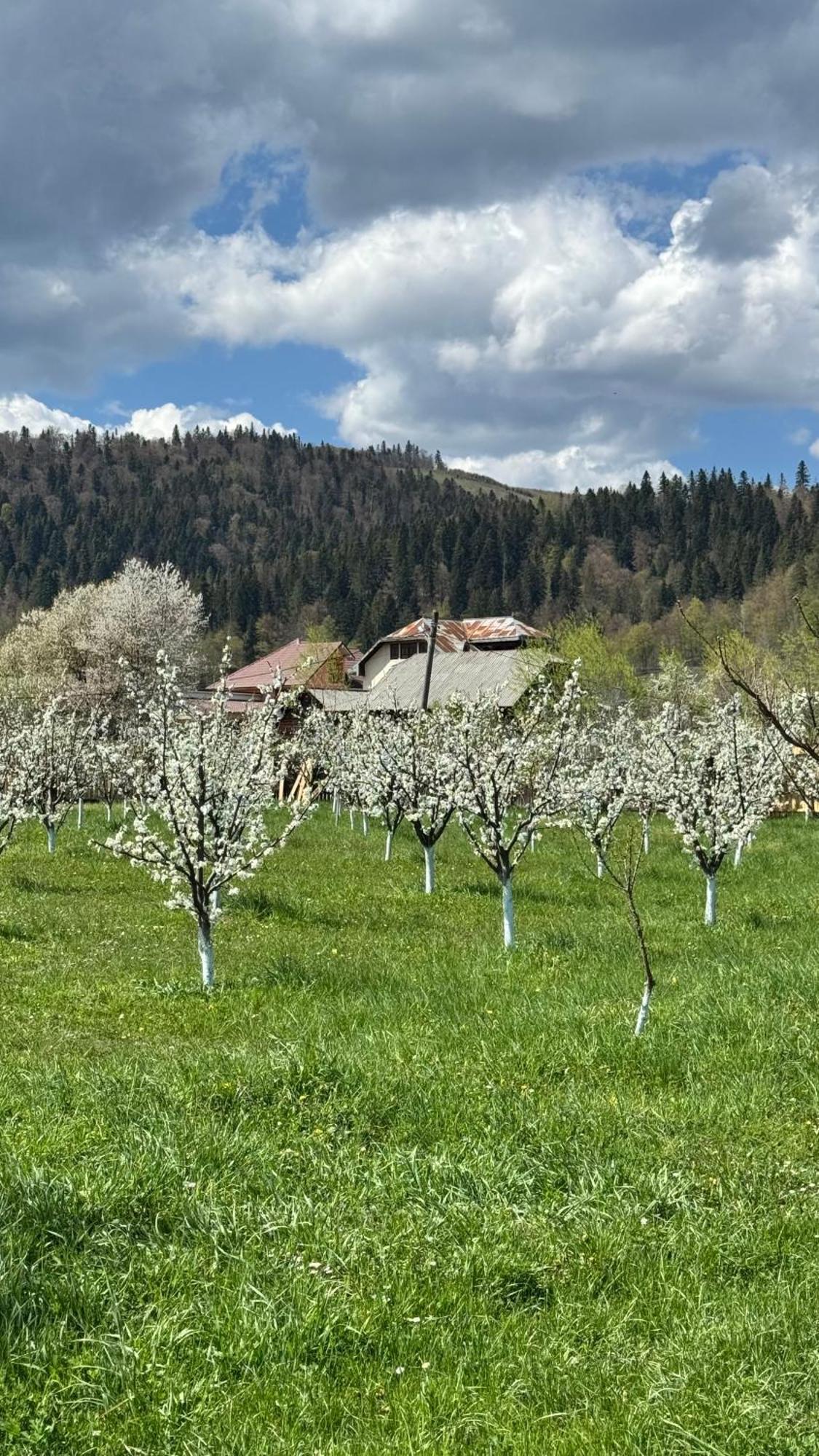 Moonlake Chalet Gainesti Dış mekan fotoğraf